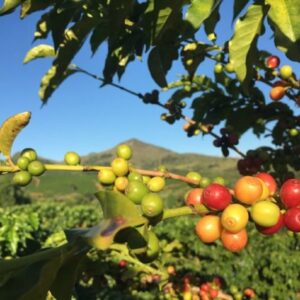 Coffea arabica Costa Rica 95 - Infrutescence