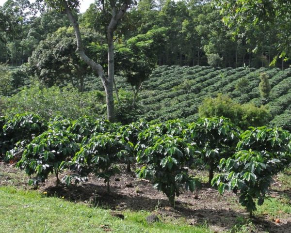 Coffea arabica Costa Rica 95 - Vue générale