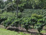 Coffea arabica Costa Rica 95 - Vue générale