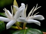 Coffea arabica Himalaya - Inflorescence