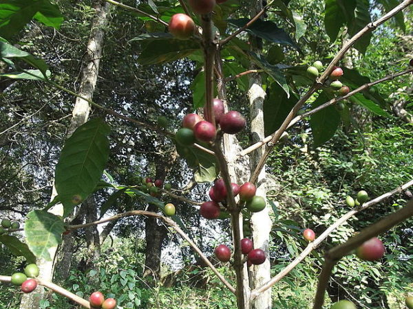 Coffea arabica Himalaya - Infrutescence