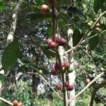 Coffea arabica Himalaya - Infrutescence