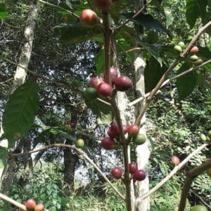 Coffea arabica Himalaya - Infrutescence