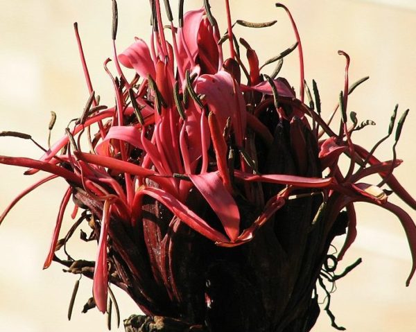 Doryanthes excelsa - Détails des fleurs