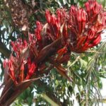 Doryanthes excelsa - Hampe florale