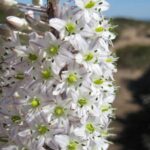 Drimia maritima - Inflorescence