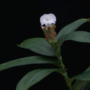 Hellenia lacera - Feuillage et fleur
