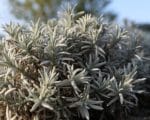 Lavandula lanata - Feuillage