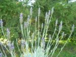 Lavandula lanata - Floraison