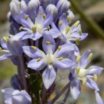 Merwilla plumbea - Détails des fleurs