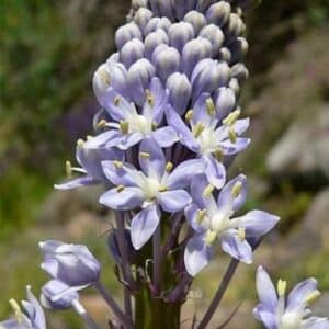 Merwilla plumbea - Inflorescence