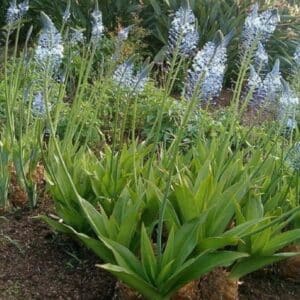 Merwilla plumbea - Vue générale