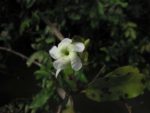 Mesechites trifidus - Détails d'une fleur