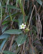 Mesechites trifidus - Fleur et feuilles