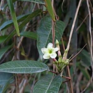 Mesechites trifidus - Fleur et feuilles