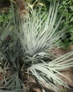 Nannorrhops ritchiana cv. Silver - Palmes argentées