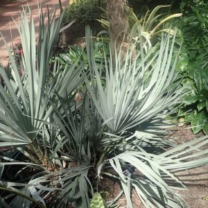 Nannorrhops ritchiana cv. Silver - Vue générale