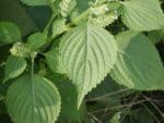 Perilla frutescens - Feuillage