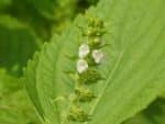 Perilla frutescens - Floraison