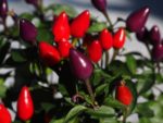 Piment ornement - Fruits