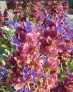 Salvia pachyphylla - Fleurs-bicolores