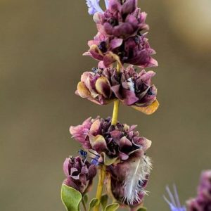 Salvia pachyphylla - Inflorescence