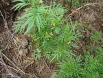 Tagetes minuta - Feuillage