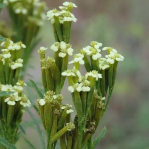 Tagetes minuta - Inflorescence