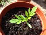 Tagetes minuta - Semis