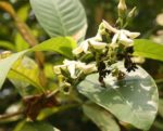 Voacanga africana - Feuillage et fleurs