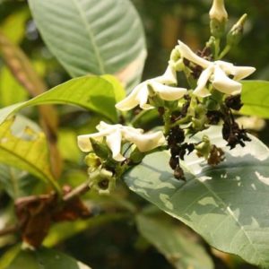 Voacanga africana - Feuillage et fleurs