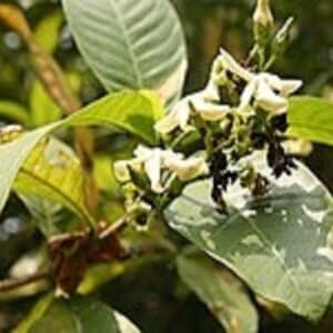 Fleurs de Voacanga africana, Feuillage et fleurs de Voacanga africain, graines de Voacanga africana, graines de Voacanga africain