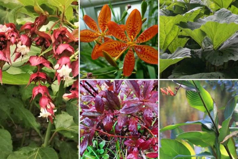 Air tropical coloré avec le Leycesteria formosa ; le belamcanda chinensis ; le petasites hybridus ; l'Itea virginica et le Grand Canna musifolia.