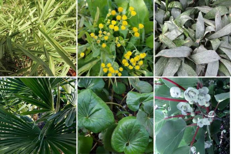 un air tropical sur votre balcon avec le sabal minor; l'actinidia arguta ; l'aspidistra eliator ; le tanacetum balsamita et le farfugium japonicum.