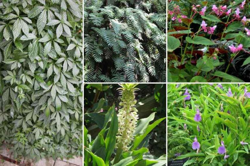 Donner un air tropical au jardin avec l'Eucomis autumnalis ; le roscoea auriculata ; le bégonia grandis ; le woodwardia radicans et le gymnostemma pentaphyllum.