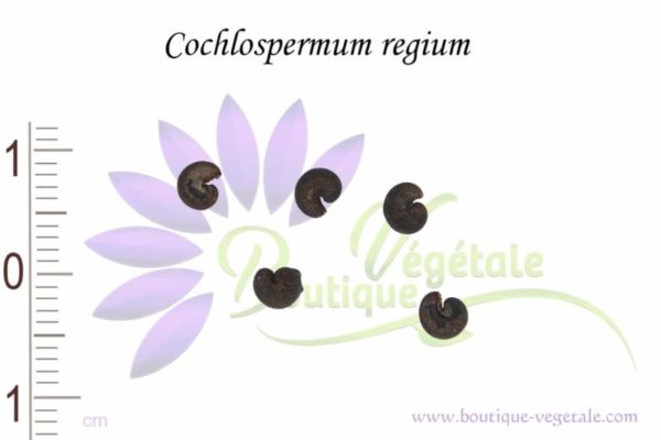 Graines de Cochlospermum regium