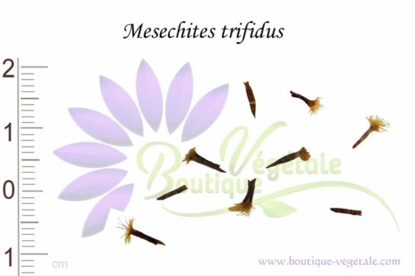 Graines de Mesechites trifidus