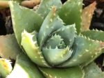 Aloe brevifolia var. depressa - Détails d'une feuille