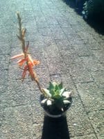 Aloe brevifolia var. depressa - Plante en fleur