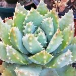 Aloe brevifolia var. depressa - Vue générale