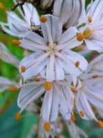 Asphodelus albus - Détails d'une fleur