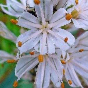 Asphodelus albus - Détails d'une fleur