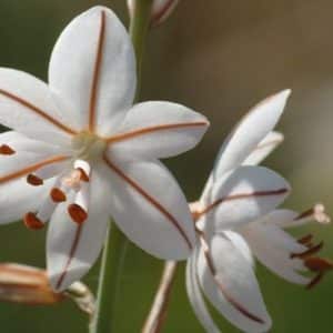 Asphodelus fistulosus - Détails d'une fleur