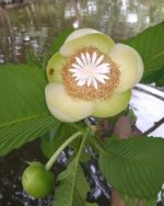 Dillenia indica - Détails d'une fleur