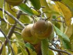 Dillenia indica - Fruits