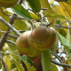 Dillenia indica - Fruits