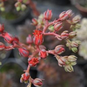 Echeveria 'Black Prince' - Inflorescence