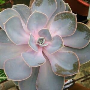 Echeveria 'Perle Von Nürnberg' - Feuilles violacées