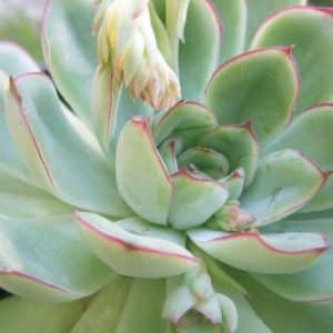 Echeveria pulidonis - Feuilles à bord rouge