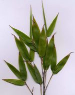 Phyllostachys nigra - Feuillage